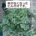 やっと梅雨明け？