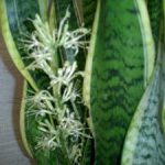 花が咲くのですね。