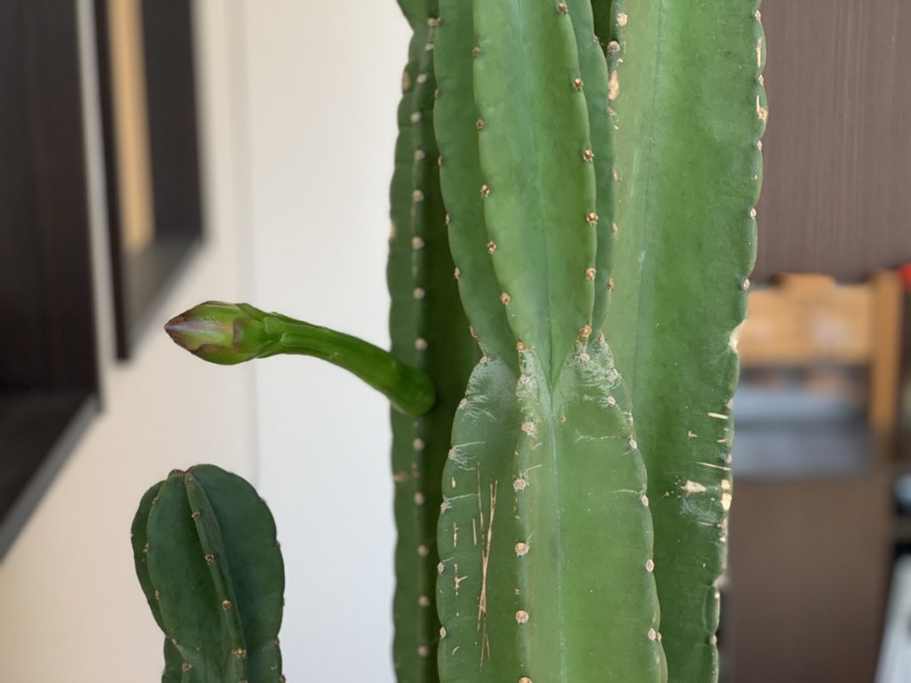 ＃サボテンの花！？