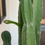 ＃サボテンの花！？