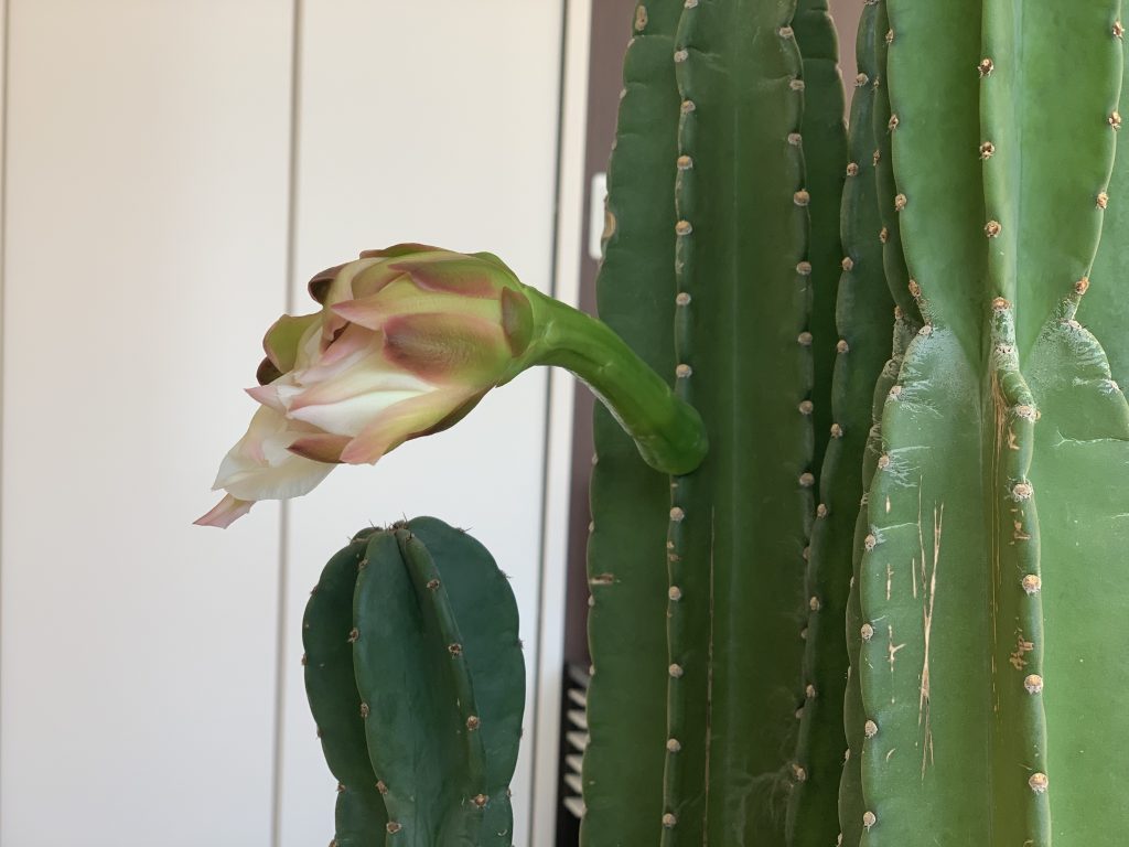 ＃サボテンの花が、、、