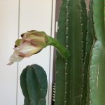 ＃サボテンの花が、、、