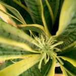 いいことあるかな？