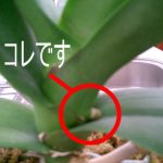 でちゃいました！