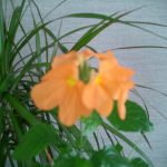 花が咲きました！