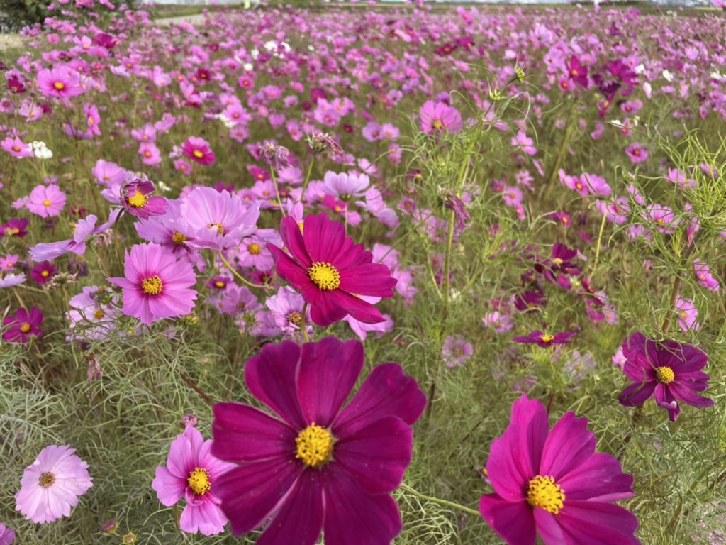 ＃ナコログ29『まだ秋？え、もう冬？』