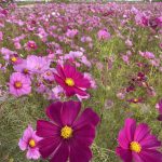 ＃ナコログ29『まだ秋？え、もう冬？』