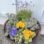 姫路中央店お花植えの一日🌼