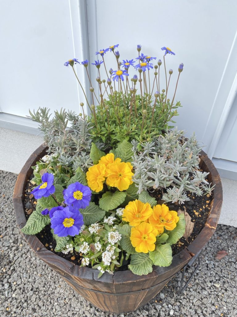 姫路中央店お花植えの一日🌼
