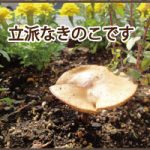 きのこwithフチ子