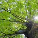 木のおはなし🌳　第１回